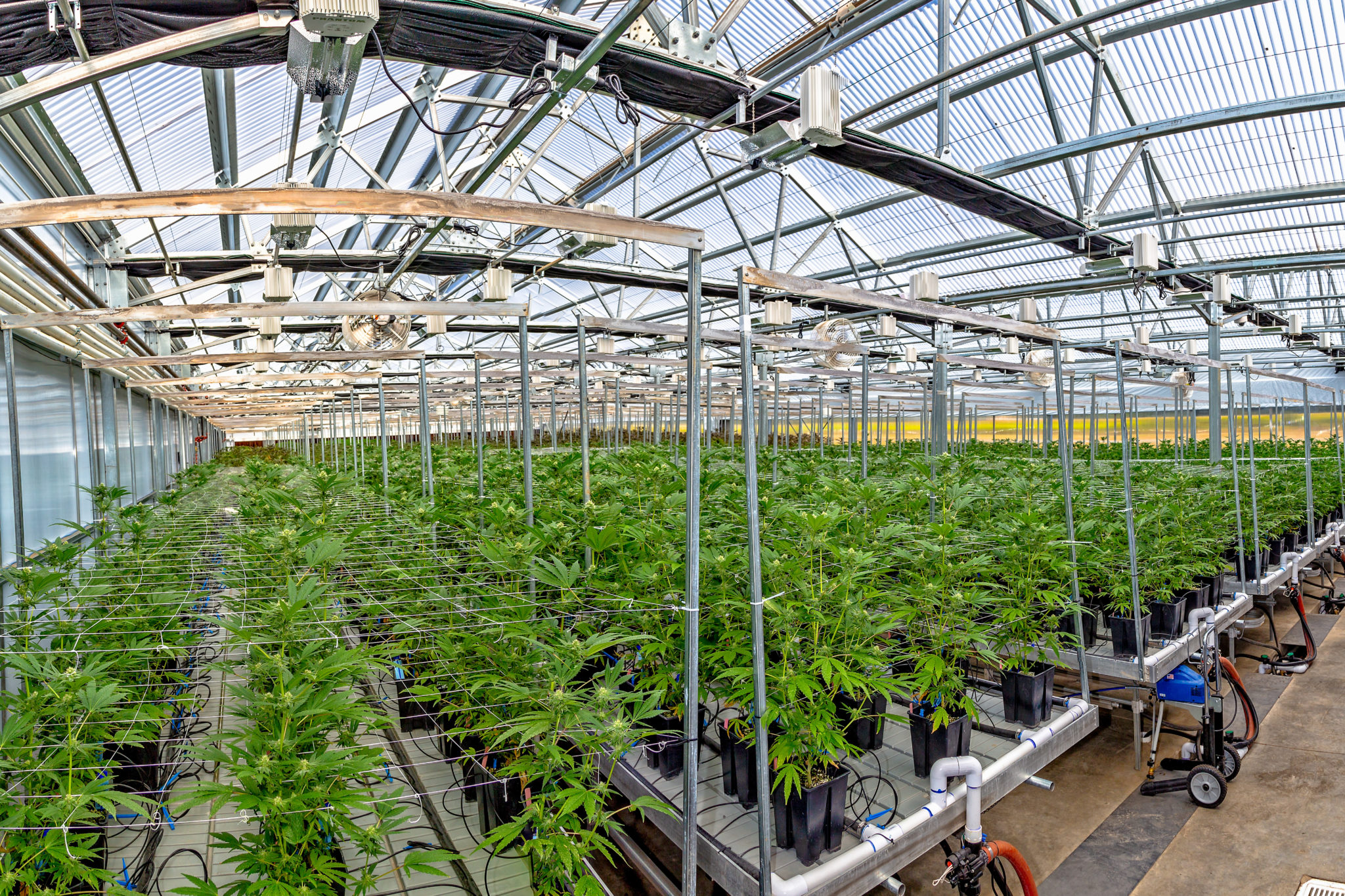 Success in the Cannabis Industry: What Emerging Cannabis Cultivators ...